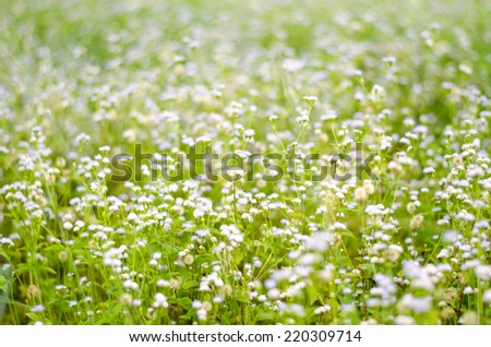 meadow and flower in natural park