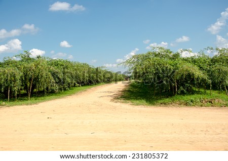 monkey apple or jujube trees in garden and blue sky in Singha park Chiang Rai,Thailand