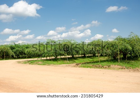 monkey apple or jujube trees in garden and blue sky in Singha park Chiang Rai,Thailand