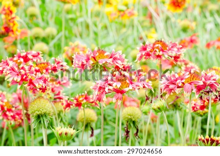 colorful Gaillardia or blanket flowers in the garden