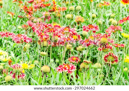 colorful Gaillardia or blanket flowers in the garden