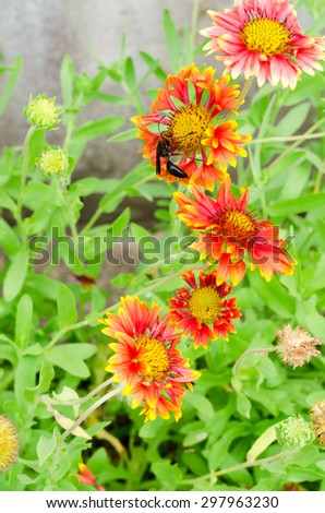 Gaillardia or blanket flowers and wasp visit flowers to obtain nectar