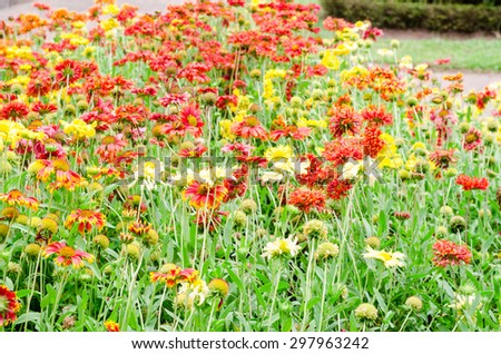 colorful gaillardia or blanket flowers in the garden