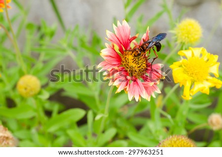 Gaillardia or blanket flowers and wasp visit flowers to obtain nectar