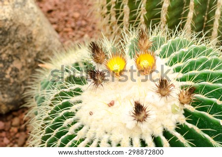 Close up of Golden Barrel cactus plant in arid plants garden
