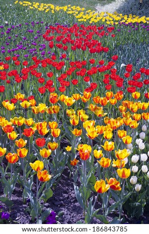 Multi coloured tulips on nature background