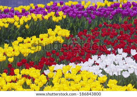 Multi coloured tulips on nature background