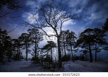 Forest with terrible tree in the centre  at winter night with moonlight.