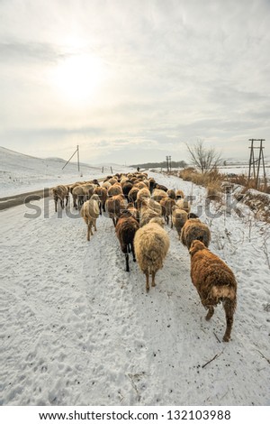Sheep on the road in winter