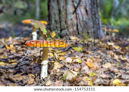 Yellow fairy-mushroom in sunny forest