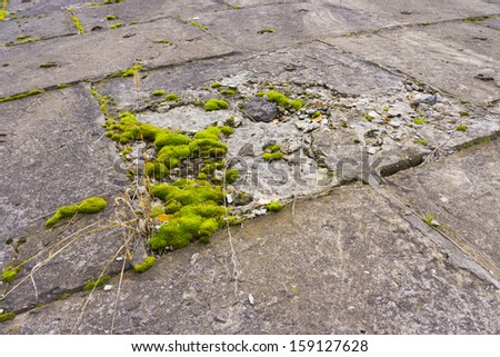 Green moss grown up on concrete slabs