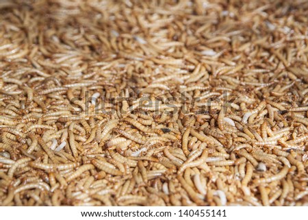 Thousands of worm as the bait for fishing