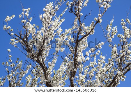 The white flower of Chinese plum