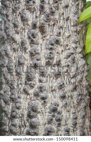 Tree trunk covered with spikes