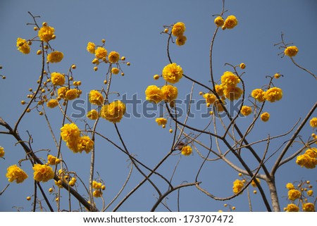 Flowers of Yellow Cotton Tree, double butter-cup