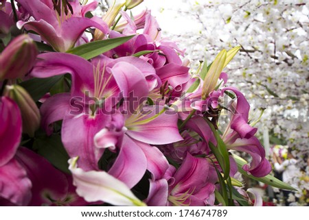 Beautiful pink lily bouquet, close-up