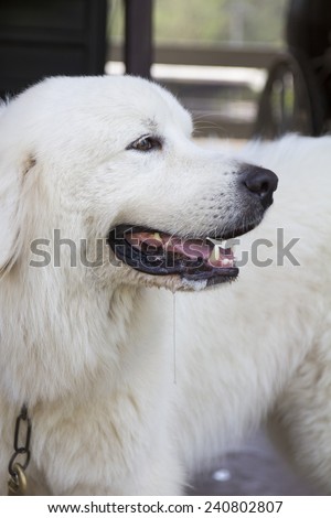 White dog waiting for his master