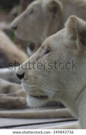 White female lion face, closeup