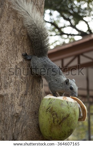 Squirrel eating coconut tied at the tree in the park