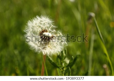 dandelion with flying seeds, close up