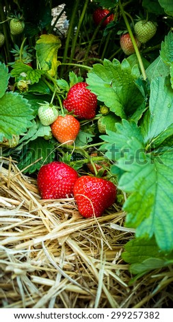 Strawberry Field with Ripe strawberries, vertical