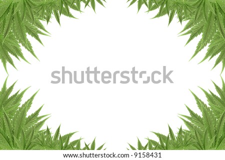 cannabis wallpapers. Pot hemp will be included