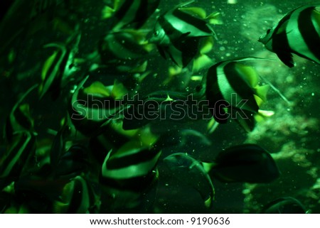 green fish