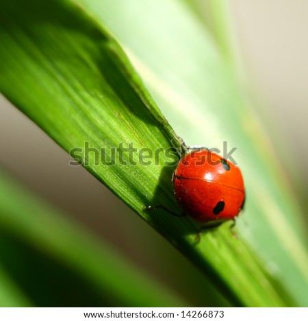 summer red ladybug