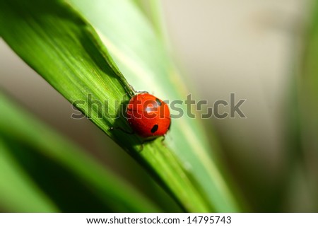 summer red  ladybug