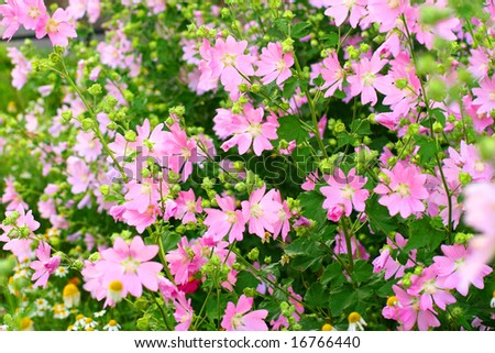 pink spring flowers in green field