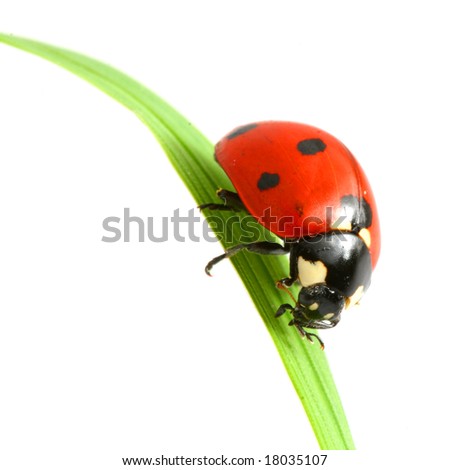 ladybug essay ladybug essay