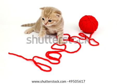 cat and wool