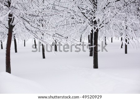Images Of Trees In Winter. stock photo : winter trees
