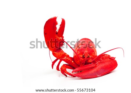 hello lobster