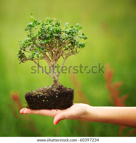 bonsai in hands