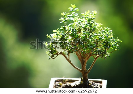 bonsai grasses