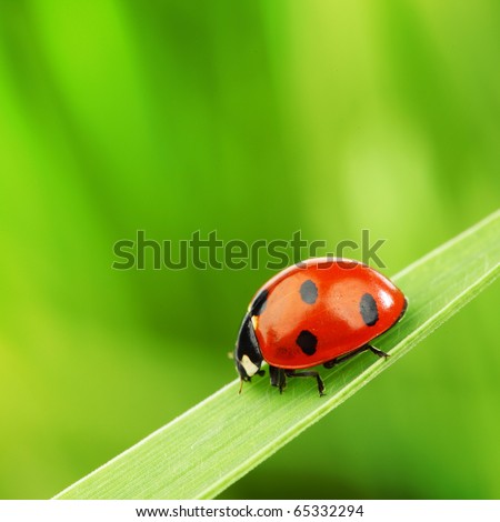 [Obrazek: stock-photo-ladybug-on-grass-65332294.jpg]