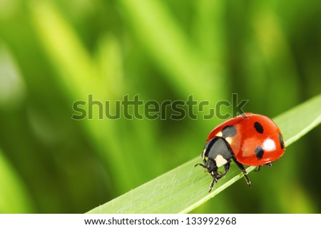 ladybug on grass green on background ladybug on grass green on background