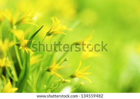 yellow spring flowers macro close up