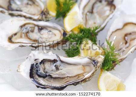 Oysters with lemon and dill on plate with ice