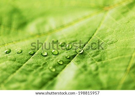 Green leaf with drops of water shaped as arrow, direction concept