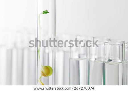 Small plant germinate in test tube, Genetically Modified Organisms