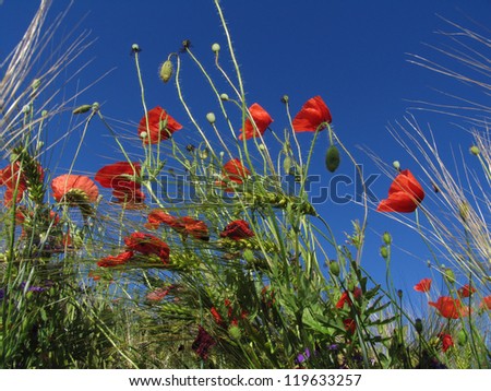 seen from within the field of barley with poppies