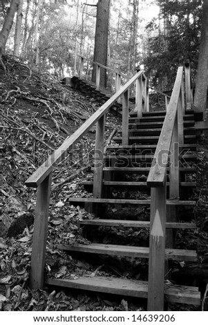 wood stairs on a trail in a park