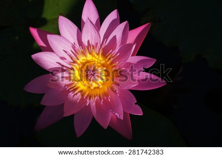 Pink lotus flower on sun light dark background