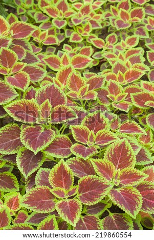 Coleus leaves (Painted nettle,Flame nettle )