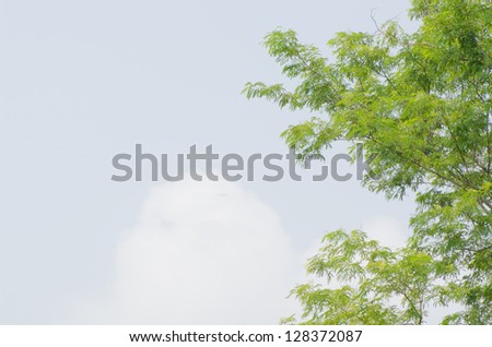Scene big tree in the sky white background