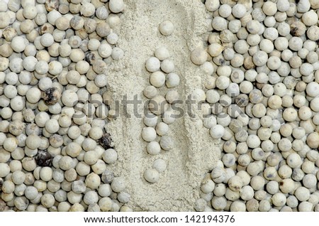 best quality white pepper seeds and powder