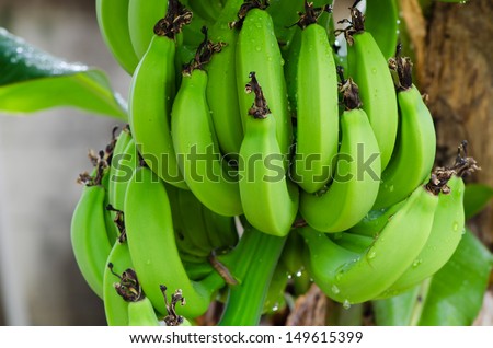 Banana tree with a bunch bananas green bananas aren\'t ripe