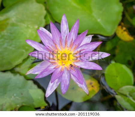 purple lotus flower and leaves background